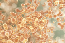 Postbiotics: The Gut Compounds You Already Make for Free