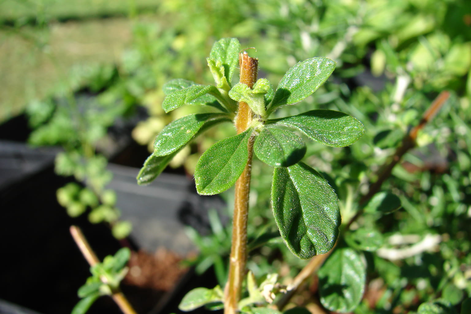 Oregano oil dropper with fresh oregano